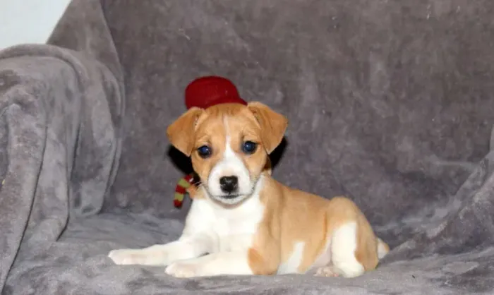 Não perca! Filhotes de Jack Russell disponíveis - Chama no WhatsApp agora!