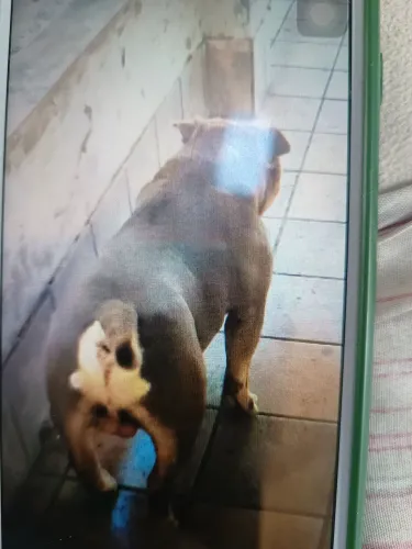 American bully micro