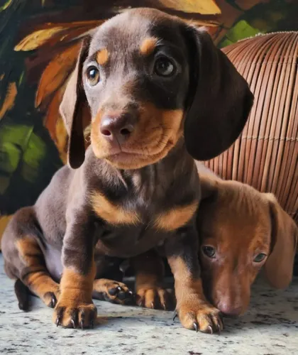 Dachshund/Teckel Adquira Conosco, Hoje Mesmo!!!