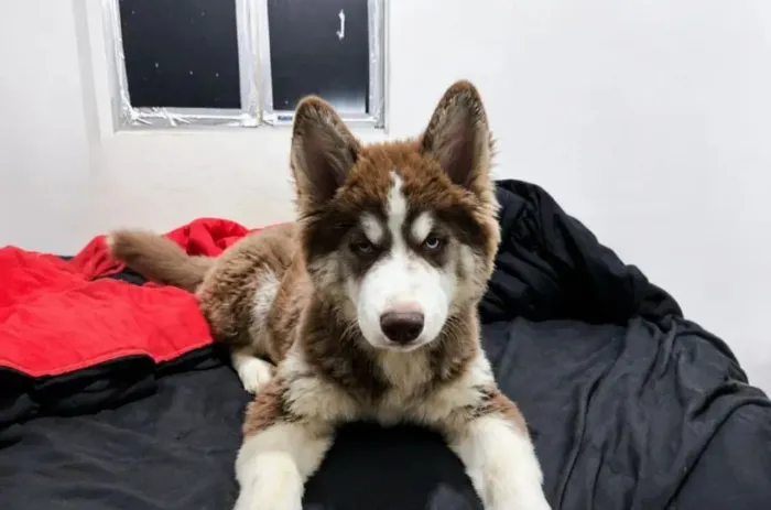 Filhote de Husky Siberiano Wooly