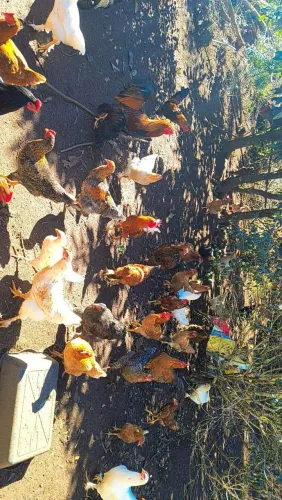 Frango caipira
