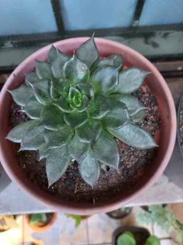Suculentas e cactos