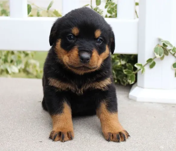 Rottweiler Um presente que traz alegria todos os dias