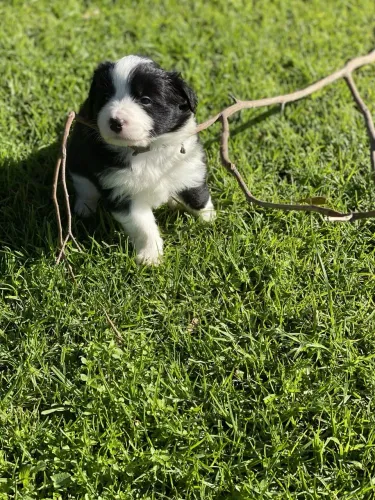 Border Collie Fêmea Linhagem Premium!