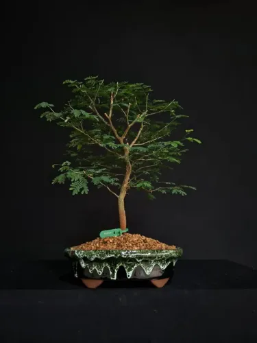 Bonsai De Piteco / Vaso De Cerâmica Verde Lava