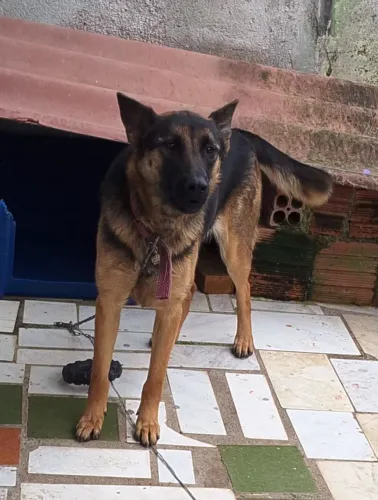 FÊMEA PROCURANDO MACHO PARA CRUZA