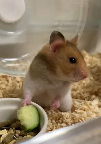 Hamster
