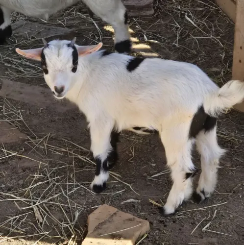 Mini Cabra filhote