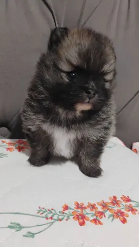 Lulu da Pomerânia