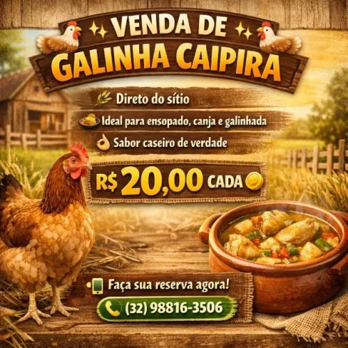 ? VENDA DE GALINHA CAIPIRA ?  ? Direto do sítio ?