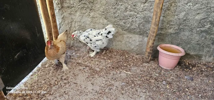 02 galinha ameraucana 