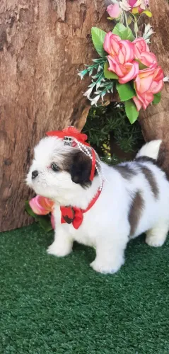 Linda BABY SHIH-TZU ENTREGO vacinada, higienizadinha e com entrega.ATE 10X NO CARTÃO