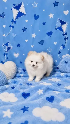 Spitz alemao anao macho disponivel para entrega