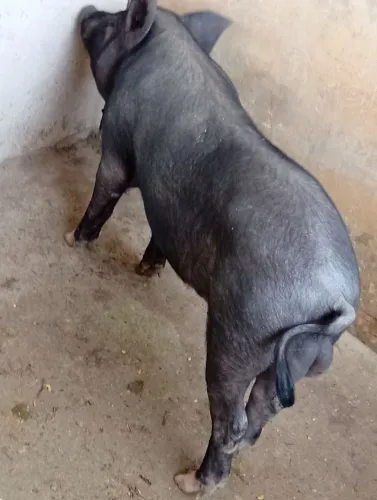 Porco barrão 
