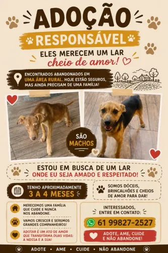 Adoção de Cachorros Macho