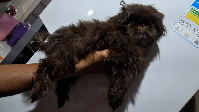 Shih tzu femeas chocolates