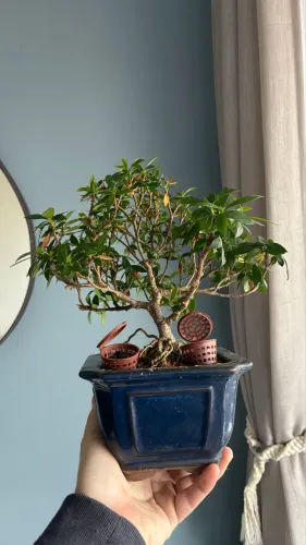 Bonsai de Jasmim 