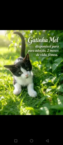 Gatinha Mel disponível para Adoção
