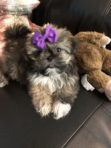Shih Tzu Um filhote para quem valoriza confiança e lealdade