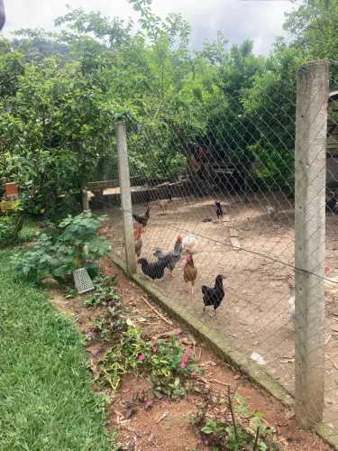 Galo e galinha 