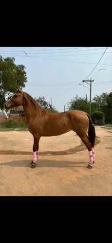VENDO ÉGUA QUARTO DE MILHA