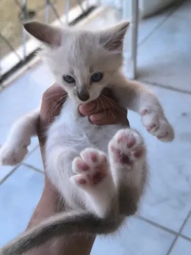 Gatinhos para doação.