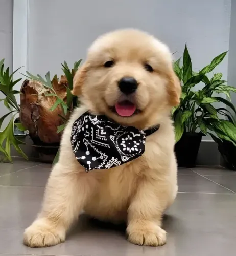 GOLDEN DOAÇÃO