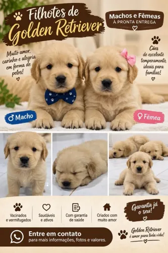 Filhotes de Golden retriver