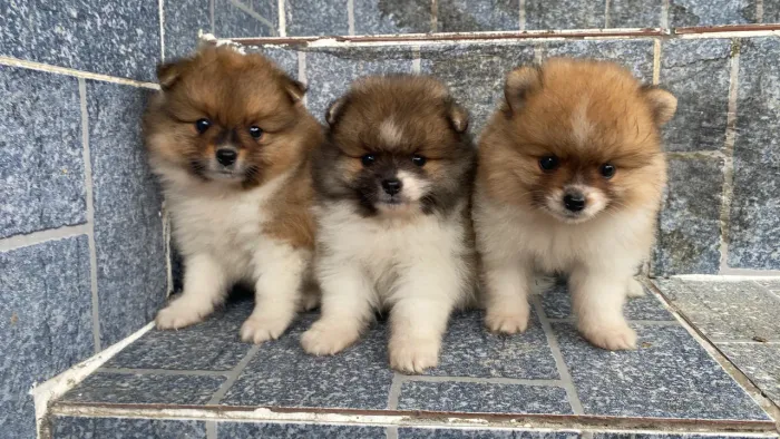Lulu da pomerania macho
