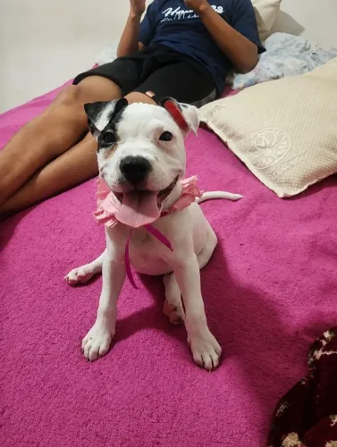 Filhote American Bully - Fêmea