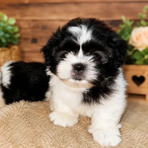 Shihtzu macho minibebelo.