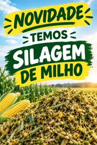 SILAGEM DE MILHO