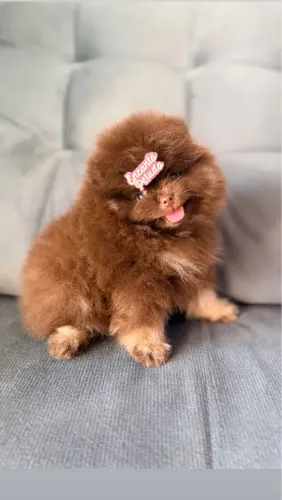 Filhotes de Spitz alemão anão