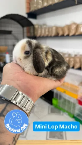 Menores raças de coelhos do mundo (Roedores CWB) 