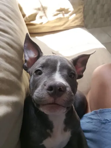 Vende - se American bully pockt fêmea com três meses