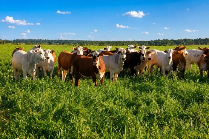 Fazenda 3.150 Hectares | Rica em Água | Pecuária e Reflorestamento | Alto Araguaia MT/MS/