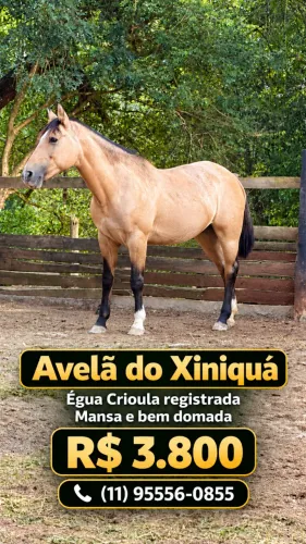 Vendo egua crioula mansa e bem domada, registrada