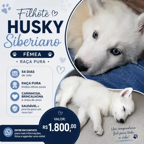 Filhote fêmea Husky siberiano