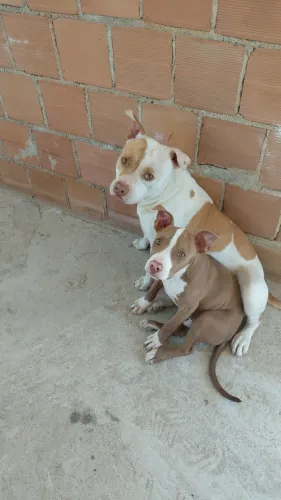 Vendo filhote de pitbull