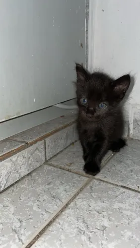 DOA SE GATINHOS