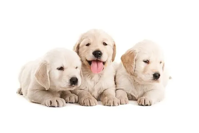 Filhote de Golden Retriever Cheio de Carinho e Alegria