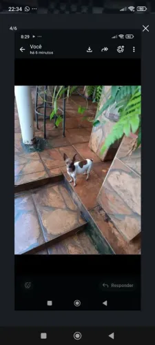 Quero comprar Pincher zero adulto