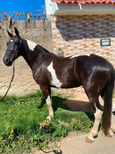 Egua pampa de preto