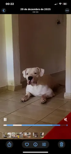 Dogo argentino 