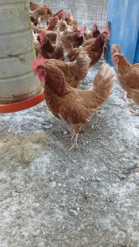 Galinhas POEDEIRA 