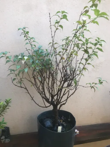 Bonsai cerejeira