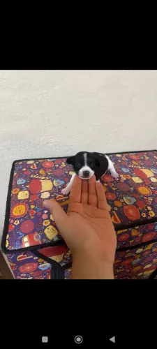 pinscher machinho