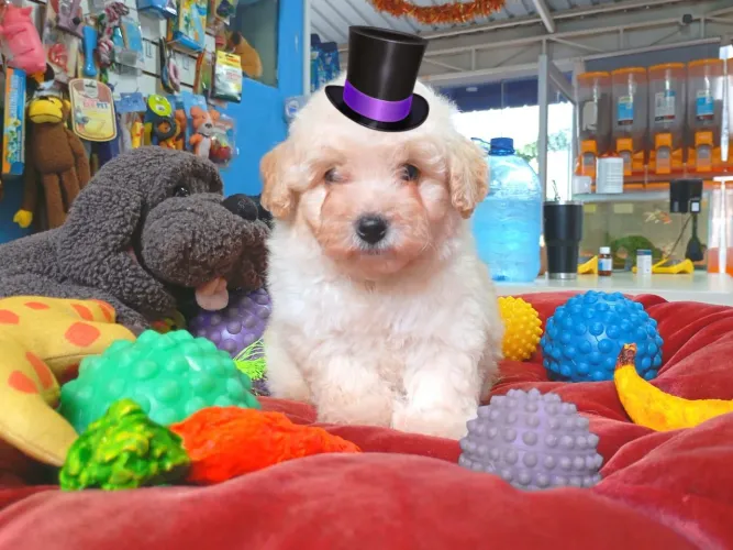 Poodle macho 