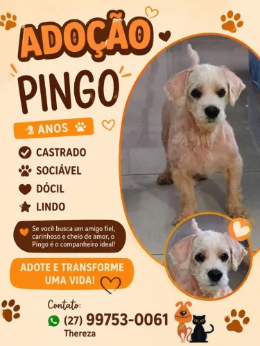 Cachorrinho porte pequeno para adoção 