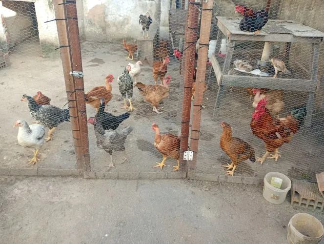 Pintinhos caipira